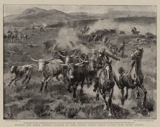 Dishing the Boers, British Farmers in Cape Colony Saving Their Cattle from Being Looted